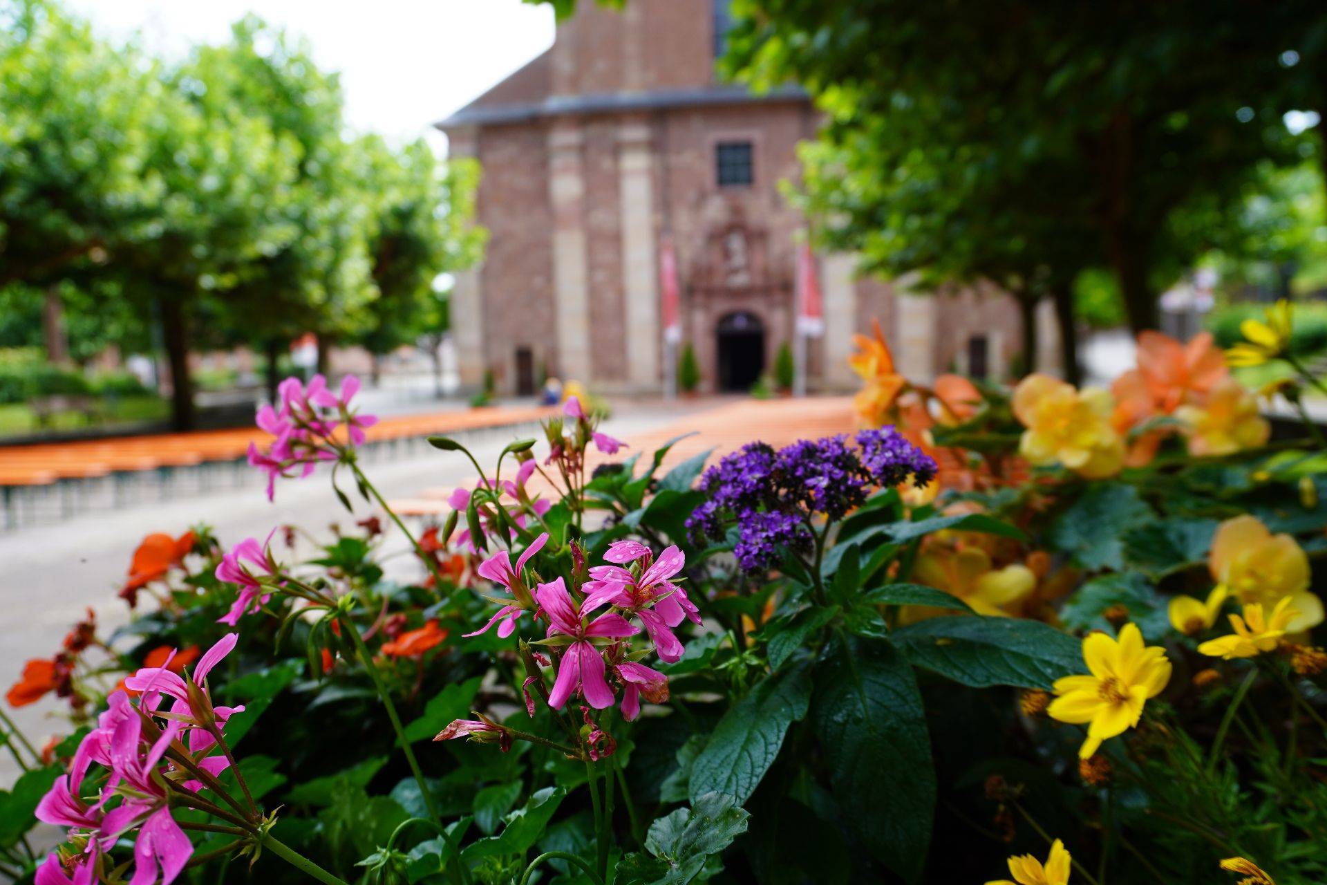 Blumen auf dem Wallfahrtsplatz mit Blick auf die Wallfahrtsbasilika St.Georg Walldürn